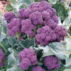 Early Purple Sprouting, broccoli