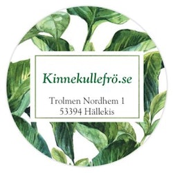 Ölands kungsäpple, ympris (ej tillgänglig)