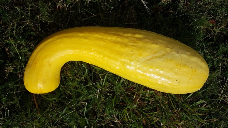 Early Summer Crookneck, sommarsquash