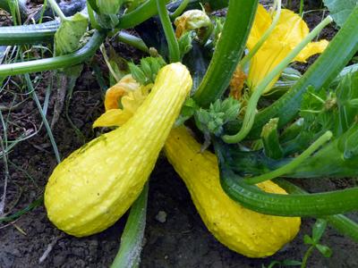Early Summer Crookneck, sommarsquash