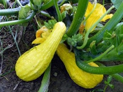 Early Summer Crookneck, sommarsquash