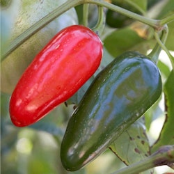 Jalapeno, chili