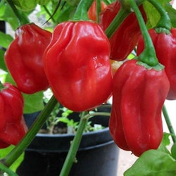 Habanero Tropical Red, chili