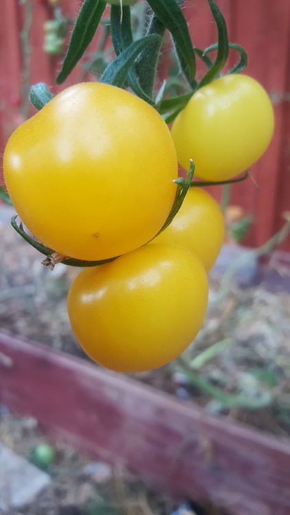 Ansofs Gule, tomat