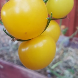 Ansofs Gule, tomat