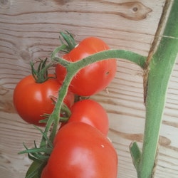Selandia, tomat