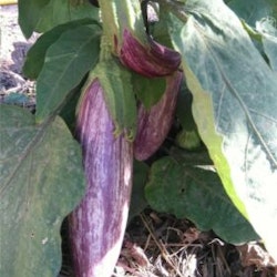 Tsakoniki, aubergine