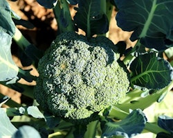 Calinaro, broccoli