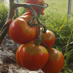 Potentat, tomat