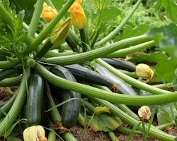 Vertes des Maraichers, sommarsquash