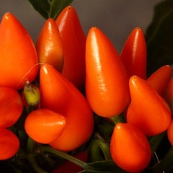 Capela Orange, chili