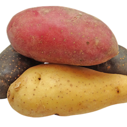 Potatis, frön