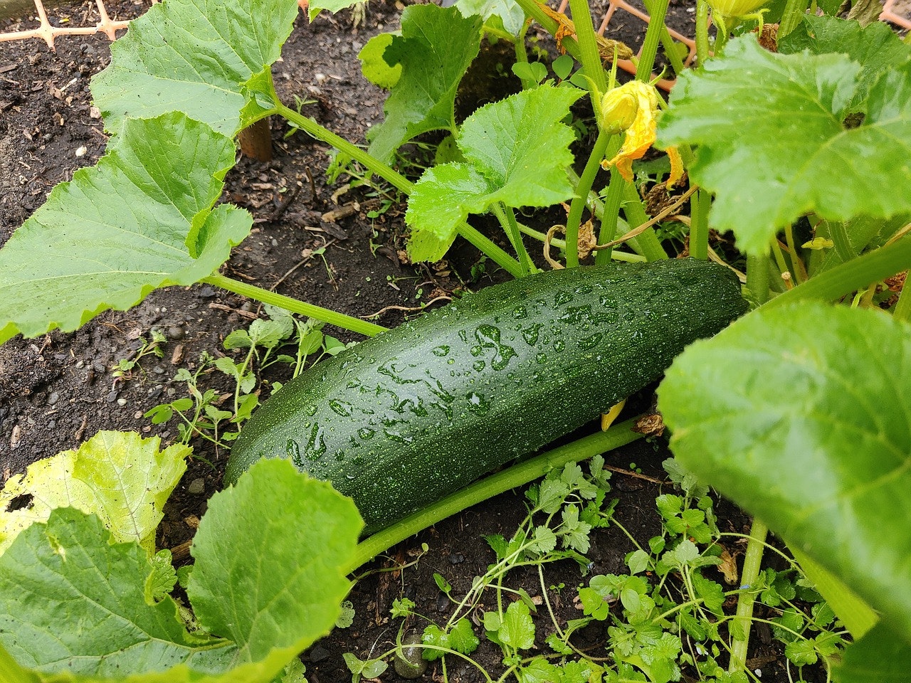 Grön busk, sommarsquash