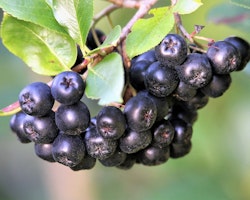 Svartaronia