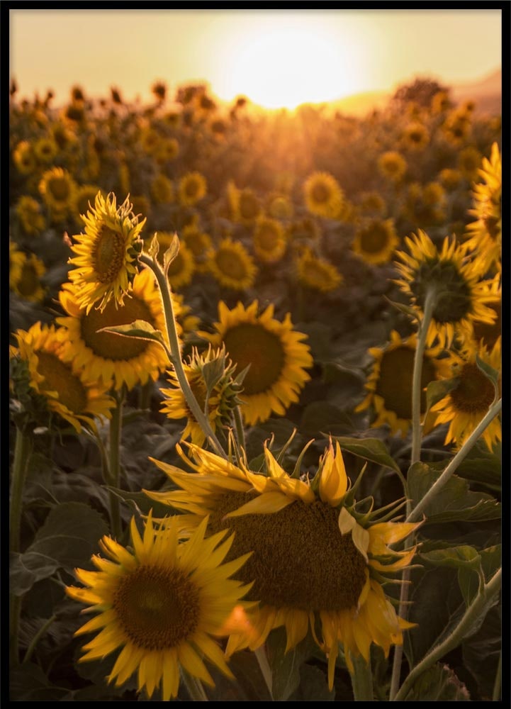 Poster Sunflower field