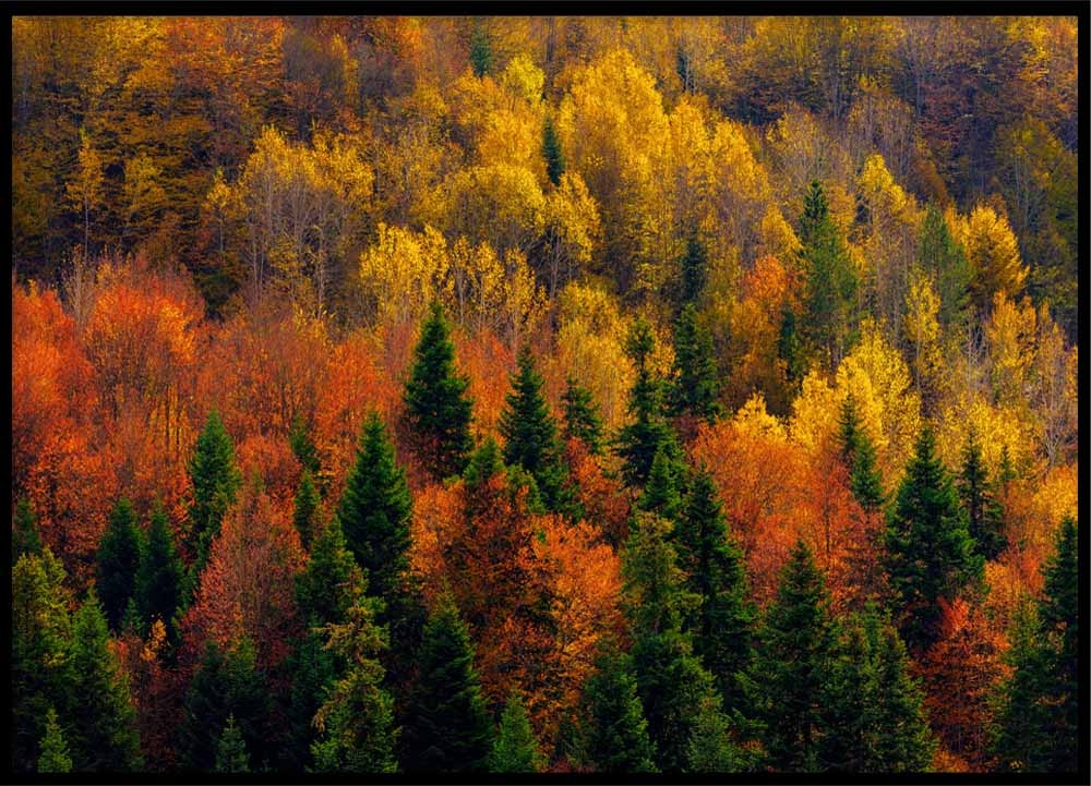 Poster Colorful autumn leaves