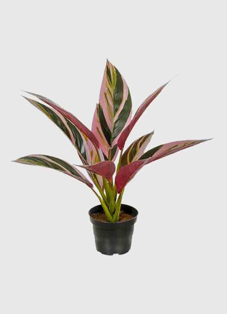 Grön/Röd Cordyline 38 cm konstväxt
