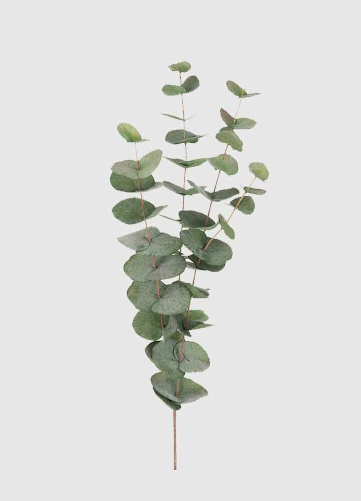 Eucalyptus 60 cm konstväxt