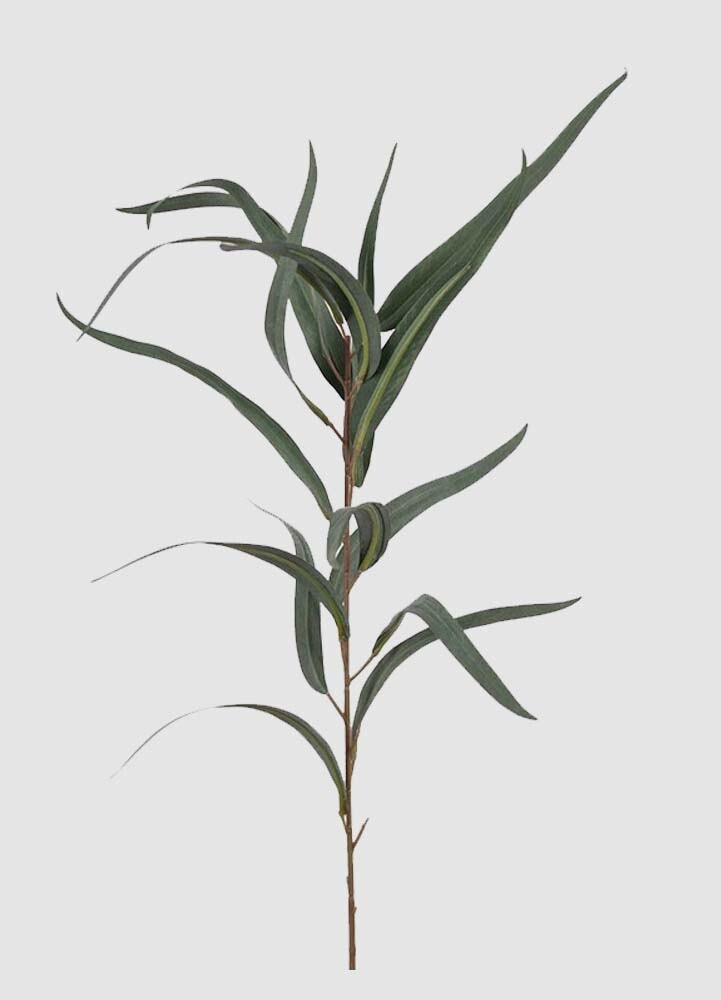 Eucalyptus 60 cm konstväxt