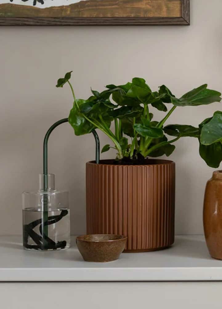 Plant Straws Forest Liten