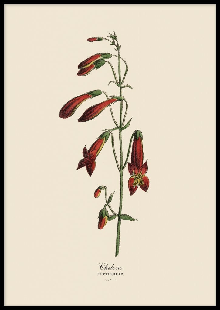 Chelone