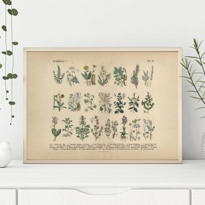 Herbal plants 2
