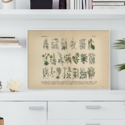 Herbal plants 1