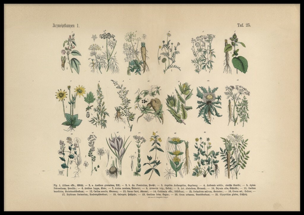 Herbal plants 1