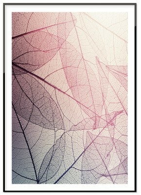 Leaf Shapes