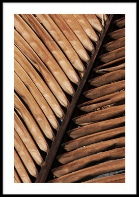 Dried palm