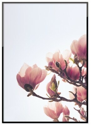 Magnolia