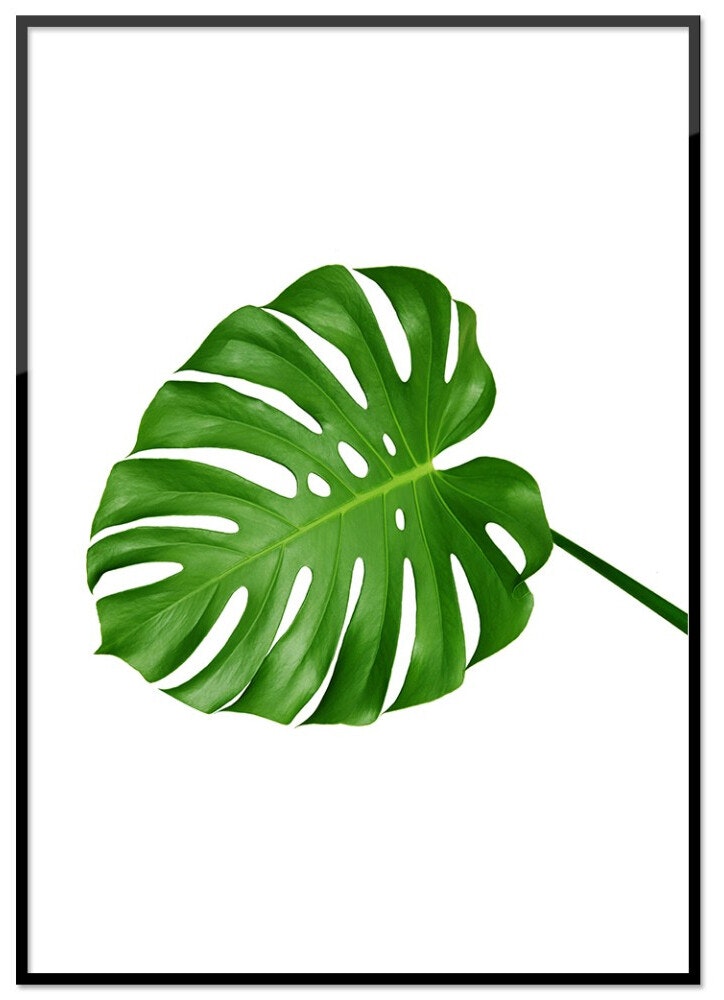 Monstera stjälk