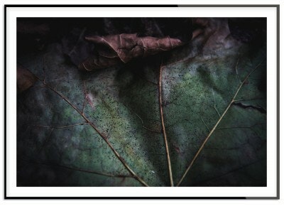 Rost leaf