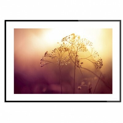 Dry Wildflower