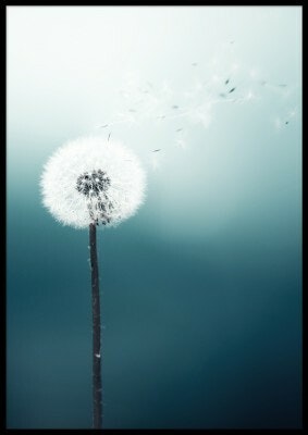 Dandelion, poster