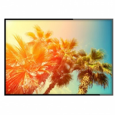 Palm sunshine