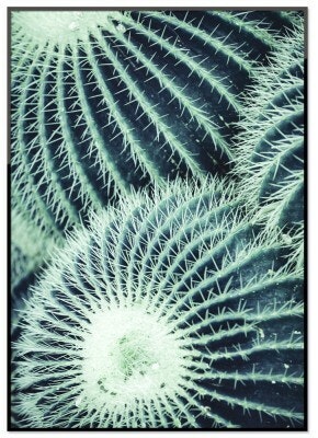 Round Cactus