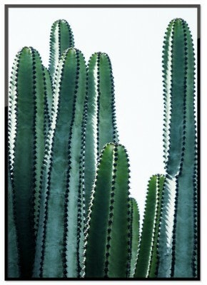 Cactus Plant