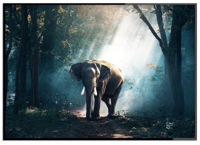 The elephant