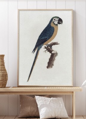 Blue Parrot
