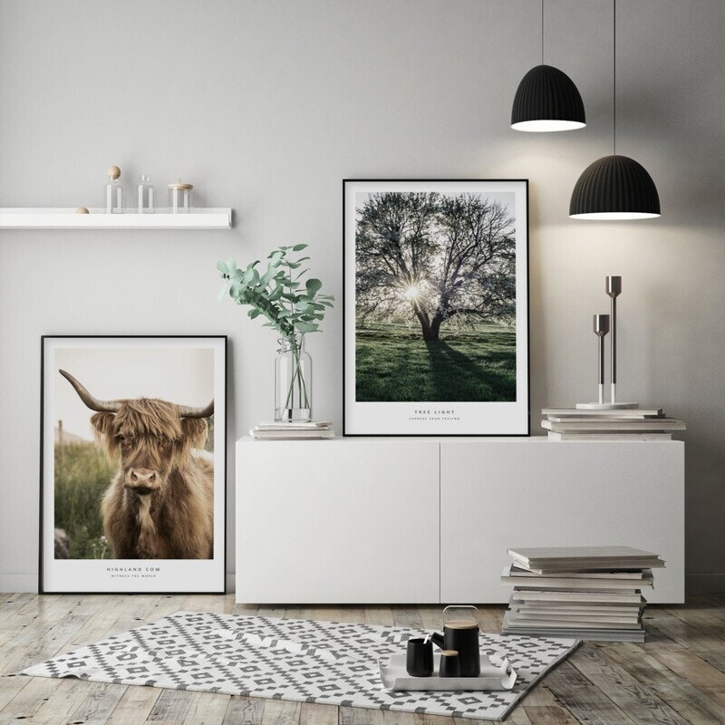 Highland Cow