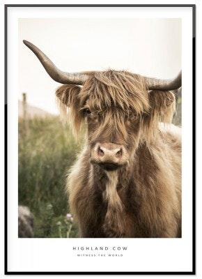 Highland Cow
