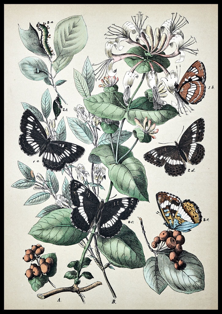 Vintage Butterflies