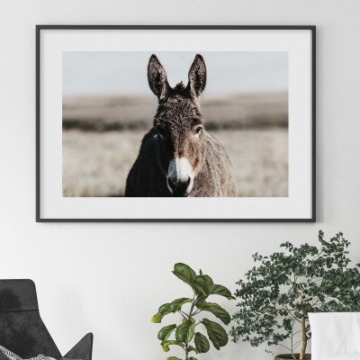 Donkey