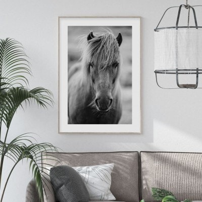 Icelandic horse