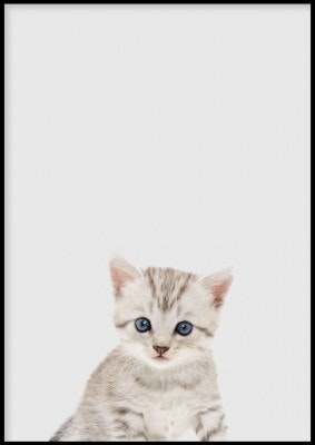Kitten