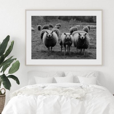 Three sheeps