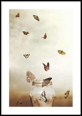Butterfly freedom