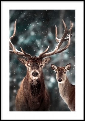 Reindeer family