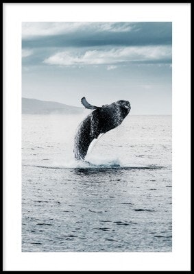 Whale